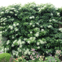 Hydrangea anomala 'Petiolaris'